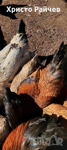 Продавам петли, снимка 2 - Кокошки и пуйки - 53767336