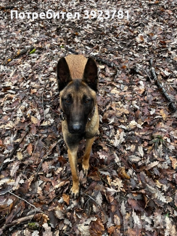 Белгийска овчарка ( Малиноа )