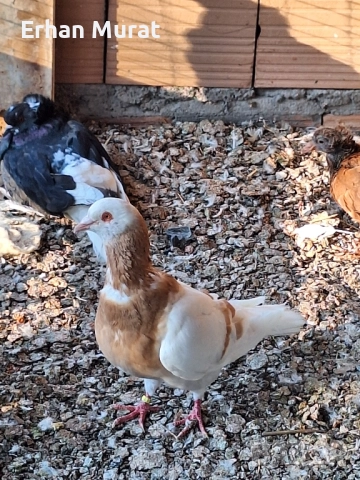 dekorativni gılıbi razlicni vidove, снимка 9 - други­ - 52557404