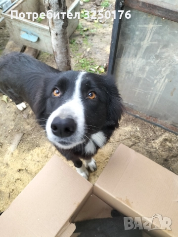 свободни Бордър колита на 45 дни