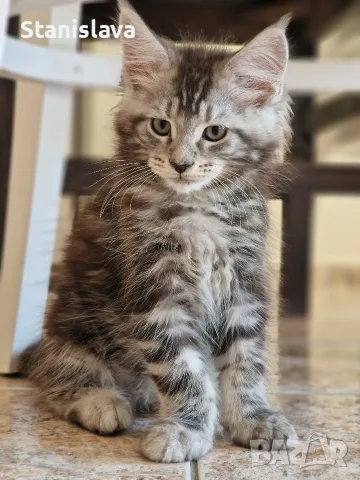 котенца Мейн Куун, снимка 17 - Мейн кун - 55670869