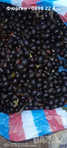  Дафинов  лист - Разсад , снимка 6 - Разсади - 37497720