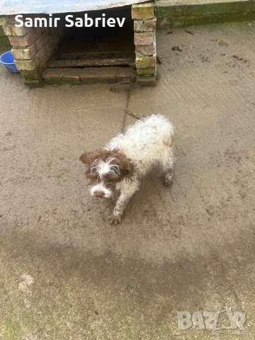 Продавам Кучета , снимка 11 - Други - 52864247