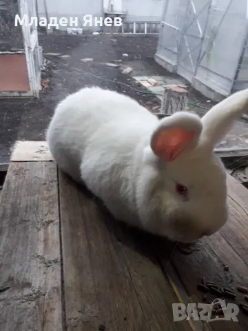 Новозеландски зайци, снимка 4 - Други - 43593956