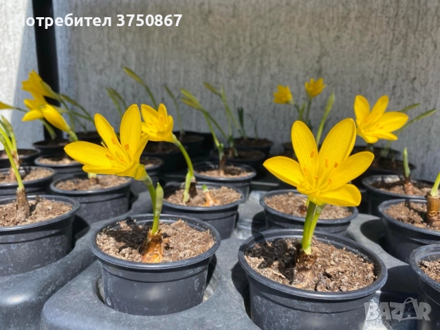 💛🧡💛 Щернбергия, Жълт есенен минзухар, снимка 2 - Градински цветя и растения - 51803182