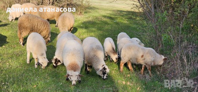 Агнета  целогодишно , снимка 8 - Овце - 40229198
