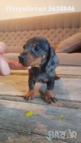 Дакел,мини дакели, снимка 10 - Дакели - 49667778