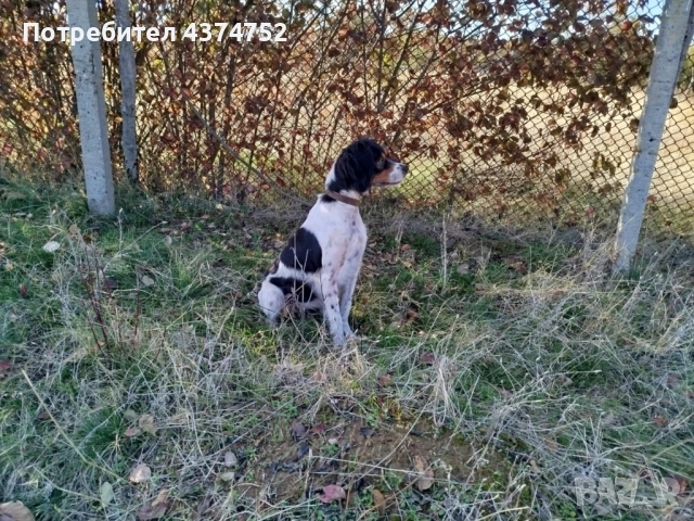 Женски бретон шпаньол