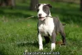 *Американски Стафордшир Териер бебета с FCI родословие- Jordan Staff Kennel*, снимка 3