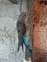 30 бр. Вълнисти папагали , снимка 2