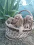 Кученца Кокер Шпаньол , снимка 2