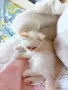 котета на два месеца персийски котета , снимка 3