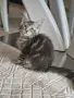 котенца Мейн Куун, снимка 9