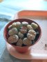 Живи камъчета - Lithops, снимка 1 - Градински цветя и растения - 33193359