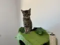 Продавам Малко Котенце, Късокосместа И Игрива! , снимка 5
