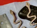 ЕФЕКТНИ ЗМИЕВИДНИ ЗЛАТИСТИ ОБЕЦИ с ФАСЕТИРАНИ ИСКРЯЩИ ЦИРКОНИ 48841, снимка 7