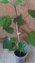Китайска роза /хибискус , снимка 1 - Стайни растения - 41904433