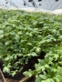 Разсад домати (розови и червени), пипер, краставици-от производител, снимка 1