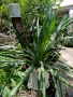 Студоустойчива палма Юка,дворна, снимка 2