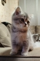 Британски котенца , снимка 3