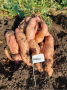 Разсад от Сладки картофи (Батати) 8 сорта