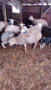 продавам овце , снимка 3