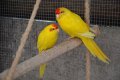 Продавам папагали Кикирики жълти и зелени, снимка 1 - Папагали - 39839039