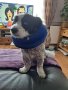 Нов Защитен надуваем нашийник за кучета котки Възстановяване Грижа, снимка 7