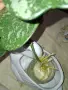 Продавам хоя кери сплаш , снимка 6