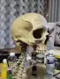  3д  Нощна лампа skeleton lamp night lamp , снимка 5