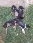 Adopt a puppy.4 кученца бяха изхвърлени !търсим осиновители, снимка 8
