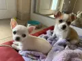 Чистокръвни чихуахуа, снимка 1