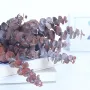 5 бр Естествени Листа от Евкалипт Клони Стъбла Сухи Цветя декорация, снимка 1