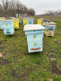 Продавам пчелни семейства с многокорпусен кошери, снимка 15