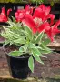 Alstroemeria Colorita Katiana – уникална пъстролистна алстромерия, снимка 2