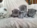 Британски дългокосмести котета , снимка 1