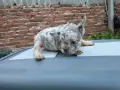 Лилак мерле френски булдог , снимка 3