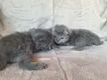 Британски дългокосмести котета , снимка 4