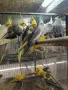 Различни видове екзотични птици , снимка 4