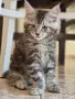 котенца Мейн Куун, снимка 17
