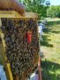 Пчелни майки  Бъкфаст,БМП,Карпатска  2024, снимка 1 - За пчели - 40672789