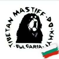 Тибетски мастиф в България , снимка 15 - Мастиф - 36306614