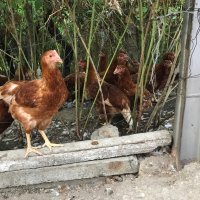 Ярки Ломан Браун , снимка 10 - Кокошки и пуйки - 41759230