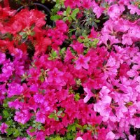 Градински цветя и храсти, снимка 2 - Градински цветя и растения - 42084094