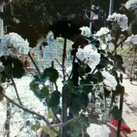 Разкошно бяло мушкато, снимка 1 - Градински цветя и растения - 44668018