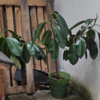 Каучуков фикус (Фикус еластика, Ficus elastica)  за офис, за дома