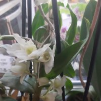 Красиви орхидеи , снимка 4 - Стайни растения - 32936807