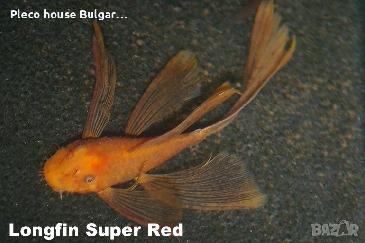 Longfin Super Red Bristlenose (Ancistrus sp.), 15 лв, снимка 1