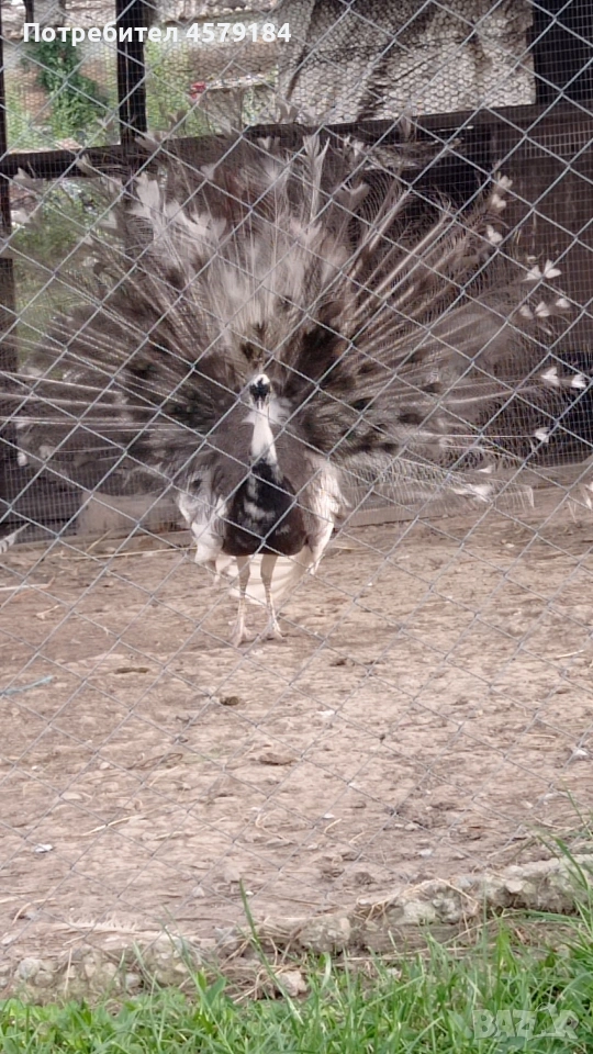 пауни Арлекин Опал , снимка 1