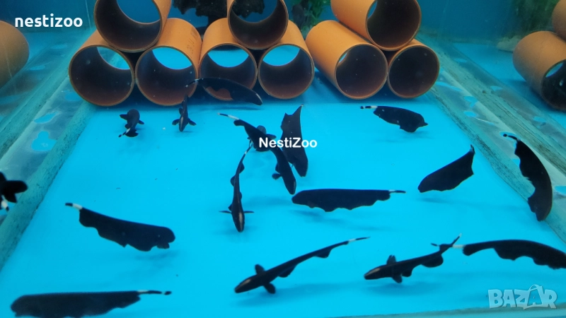 Черен Нож, снимка 1